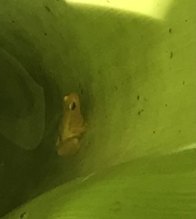 Anomaloglossus beebei