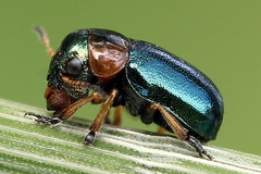 Cheilotoma musciformis