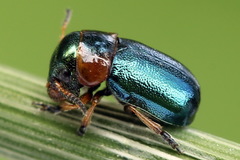 Cheilotoma musciformis