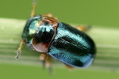 Cheilotoma musciformis