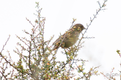 Melozone crissalis