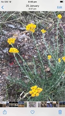 Chrysocephalum semipapposum