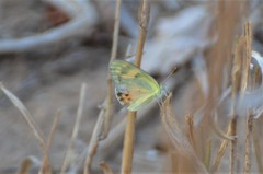 Colotis calais calais