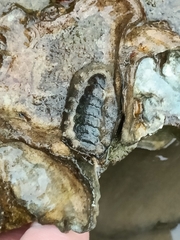 Acanthochitona