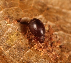 Steganacarus magnus
