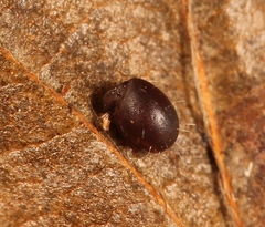 Steganacarus magnus