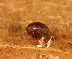Steganacarus magnus