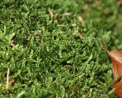 Drepanocladus