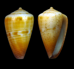 Conus brianhayesi