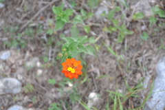 Lantana