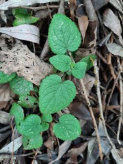 Lamium maculatum