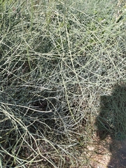 Ephedra fragilis fragilis