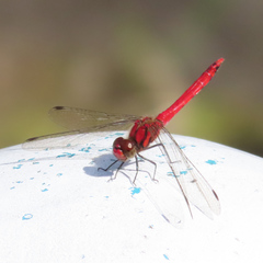 Sympetrum darwinianum