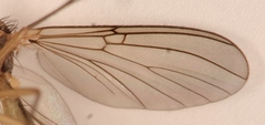 Mycomya cinerascens