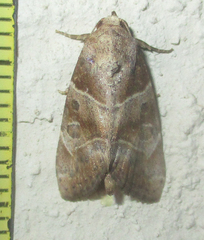 Westermannia roseitincta