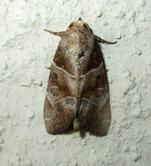 Westermannia roseitincta