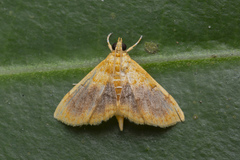 Mabra eryxalis
