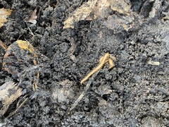 Geophilomorpha