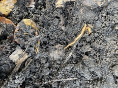 Geophilomorpha