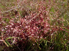 Cuscuta planiflora