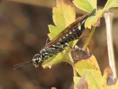 Xiphydria longicollis