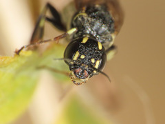 Xiphydria longicollis