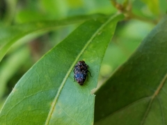 Brachys ovatus