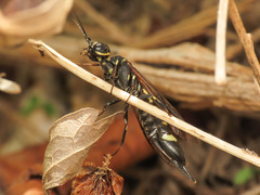 Xiphydria longicollis