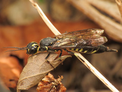 Xiphydria longicollis