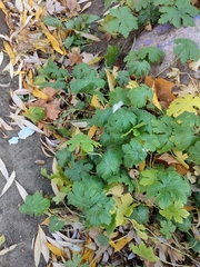 Geranium × cantabrigiense