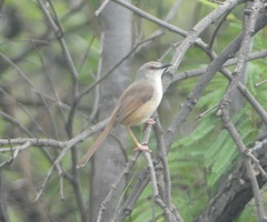 Prinia subflava affinis