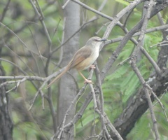Prinia subflava affinis