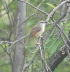 Prinia subflava affinis