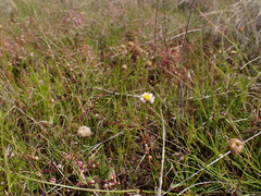Calotis anthemoides