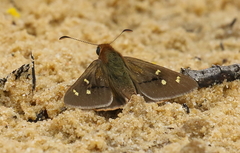 Hesperilla trimaculata