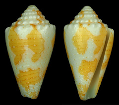 Conus brianoi