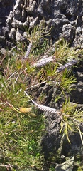 Melaleuca linearis linearis
