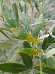 Venturia oleaginea