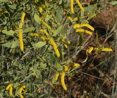 Acacia acradenia