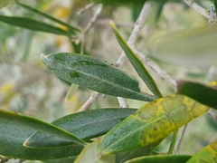 Venturia oleaginea