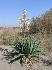 Moundlily Yucca - Photo (c) Павел Несмеянов, some rights reserved (CC BY-NC), uploaded by Павел Несмеянов