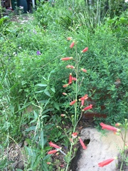 Penstemon havardii