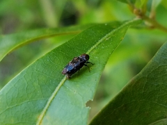 Brachys ovatus