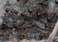 Pristomyrmex