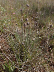 Calocephalus lacteus