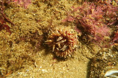 Urticina mcpeaki