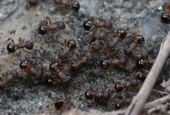 Pristomyrmex