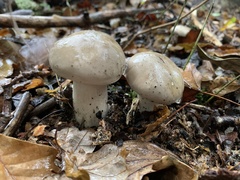 Lactarius pallidus