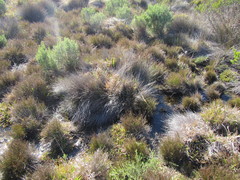 Restio femineus