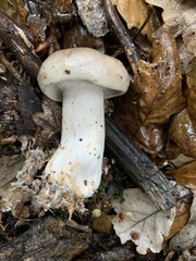 Lactarius pallidus